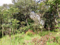 5-hectares-land-for-sale-in-kasisi-small-9