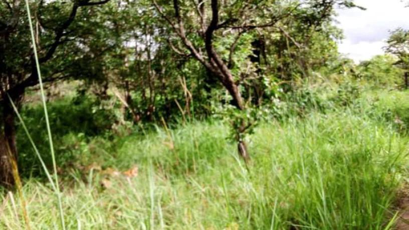 5-hectares-land-for-sale-in-kasisi-big-3