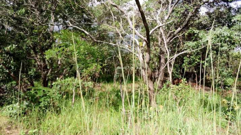 5-hectares-land-for-sale-in-kasisi-big-7