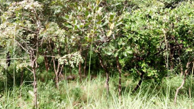 5-hectares-land-for-sale-in-kasisi-big-8