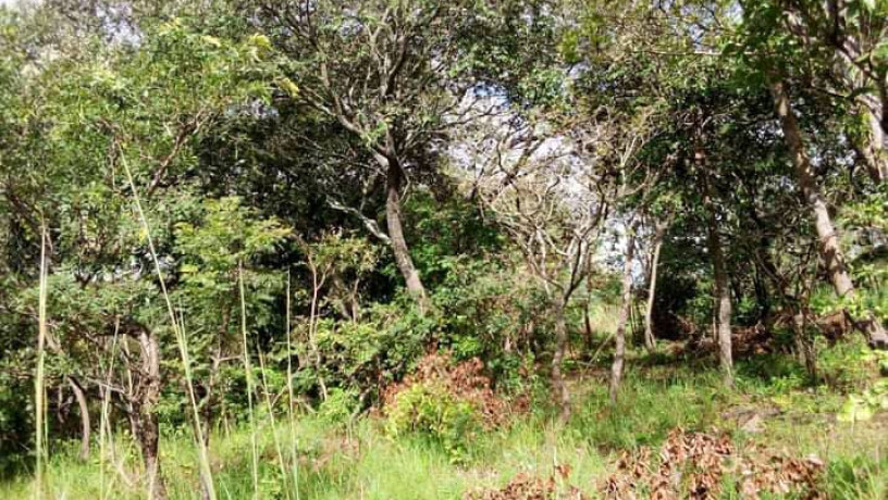 5-hectares-land-for-sale-in-kasisi-big-9