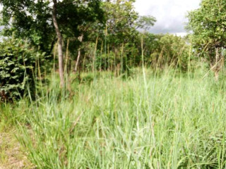 5-hectares-land-for-sale-in-kasisi