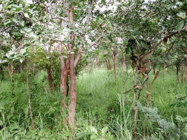 5-hectares-land-for-sale-in-kasisi-big-6