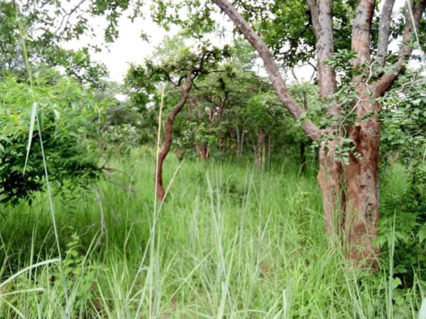 5-hectares-land-for-sale-in-kasisi-big-1