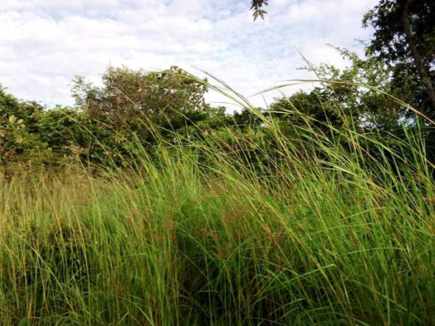5-hectares-land-for-sale-in-kasisi-big-5