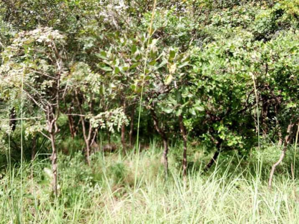 5-hectares-land-for-sale-in-kasisi-big-8