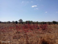 farm-for-sale-in-chongwe-small-6