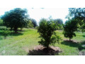 2-bedroom-farm-house-for-rent-in-lusaka-west-small-2