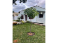 3-bedroom-house-for-rent-in-ibex-hill-small-7