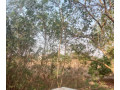 plot-for-sale-in-ngwerere-small-0