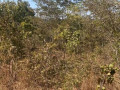 1-acre-plot-for-sale-in-new-kasama-small-3