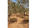 1-acre-plot-for-sale-in-new-kasama-small-2
