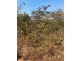 1-acre-plot-for-sale-in-new-kasama-small-3