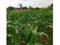10-acres-farm-for-sale-in-22-miles-small-7