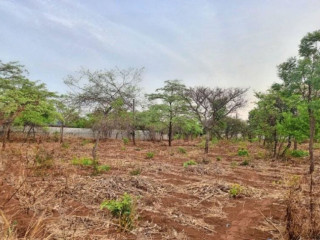 42m x 30m Plot For Sale In Lilayi