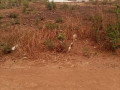 plot-for-sale-in-lilayi-small-7