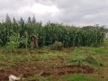 farm-land-for-sale-in-shimabala-small-2