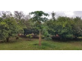 farm-land-for-sale-in-shimabala-small-3