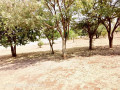 plots-for-sale-in-chalala-small-4