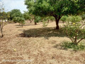 plots-for-sale-in-chalala-small-9