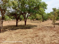 plots-for-sale-in-chalala-small-2