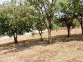 plots-for-sale-in-chalala-small-3