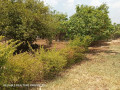 residential-plot-for-sale-in-chalala-small-8