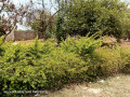 residential-plot-for-sale-in-chalala-small-6