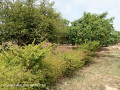 residential-plot-for-sale-in-chalala-small-4