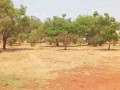 plots-for-sale-in-chalala-small-1