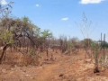 20-hectare-land-for-sale-in-makeni-small-0