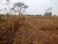 43m-x-87m-plot-for-sale-in-makeni-majoru-small-3