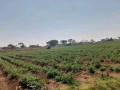 30-acre-land-for-sale-in-makeni-small-2