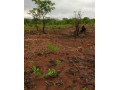 plot-for-sale-in-mikango-barracks-small-3
