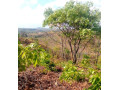 4-hectares-for-sale-in-mikango-barracks-small-0