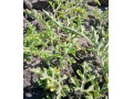 9-acres-farm-for-sale-in-silverest-small-6