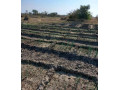 9-acres-farm-for-sale-in-silverest-small-2