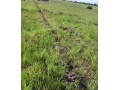 9-acres-farm-for-sale-in-silverest-small-7