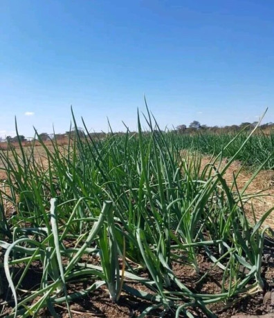 9-acres-farm-for-sale-in-silverest-big-0