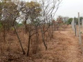 23-acres-farm-land-for-sale-in-kafue-mapape-small-1