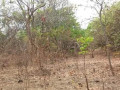 23-acres-farm-land-for-sale-in-kafue-mapape-small-3