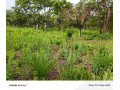 leopards-hilloff-chifwematwo-2-acres-land-for-saleper-acre-k15m-small-3